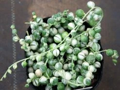Frosted String Of Pearls - Senecio - Easy To Grow Succulent - 2.5" Pot 9 Frosted String Of Pearls - Senecio - Easy To Grow Succulent - 2.5" Pot -Healthy Plant Shop apibt6oct 28544.1652814997