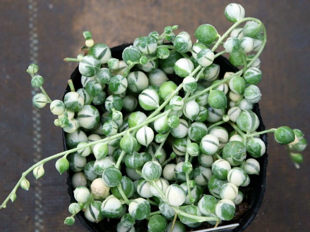 Frosted String Of Pearls - Senecio - Easy To Grow Succulent - 2.5" Pot 6 Frosted String Of Pearls - Senecio - Easy To Grow Succulent - 2.5" Pot - Image 4
