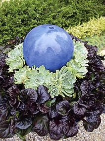 Black Scallop Bugleweed - Ajuga - NEW! - Darkest Form - 48 Plants - 1 3/4" Pots 5 Black Scallop Bugleweed - Ajuga - NEW! - Darkest Form - 48 Plants - 1 3/4" Pots - Image 3
