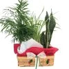 Parlor Palm, Spider Plant & Snake Plant In Holiday Wicker Basket - 10" X 4" X 3" 2 Parlor Palm, Spider Plant & Snake Plant In Holiday Wicker Basket - 10" X 4" X 3" -Healthy Plant Shop apibv1sws 45768.1592330497