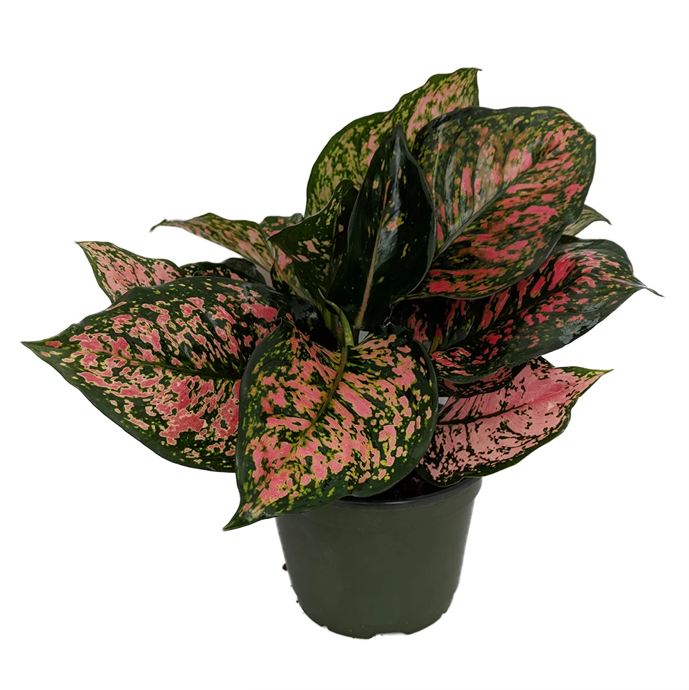 Red Valentine Chinese Evergreen Plant - Aglaonema - Grows In Dim Light - 6" Pot 3 Red Valentine Chinese Evergreen Plant - Aglaonema - Grows In Dim Light - 6" Pot