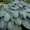 Blue Angel Hosta - Lavender Blue Flowers - Quart Pot 1 Blue Angel Hosta - Lavender Blue Flowers - Quart Pot -Healthy Plant Shop apicfxpqf 94071.1592325939