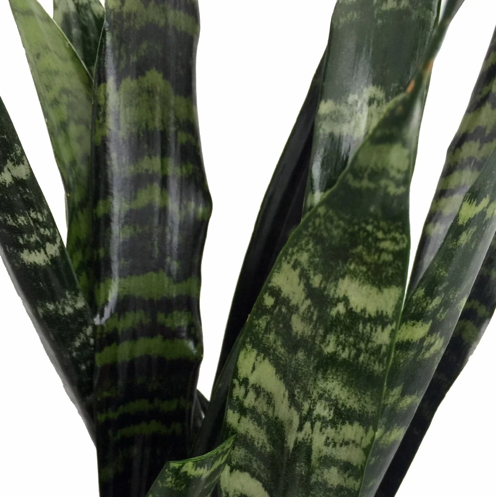 Black Coral Snake Plant - Sansevieria - Almost Impossible To Kill - 6" Pot 4 Black Coral Snake Plant - Sansevieria - Almost Impossible To Kill - 6" Pot - Image 2