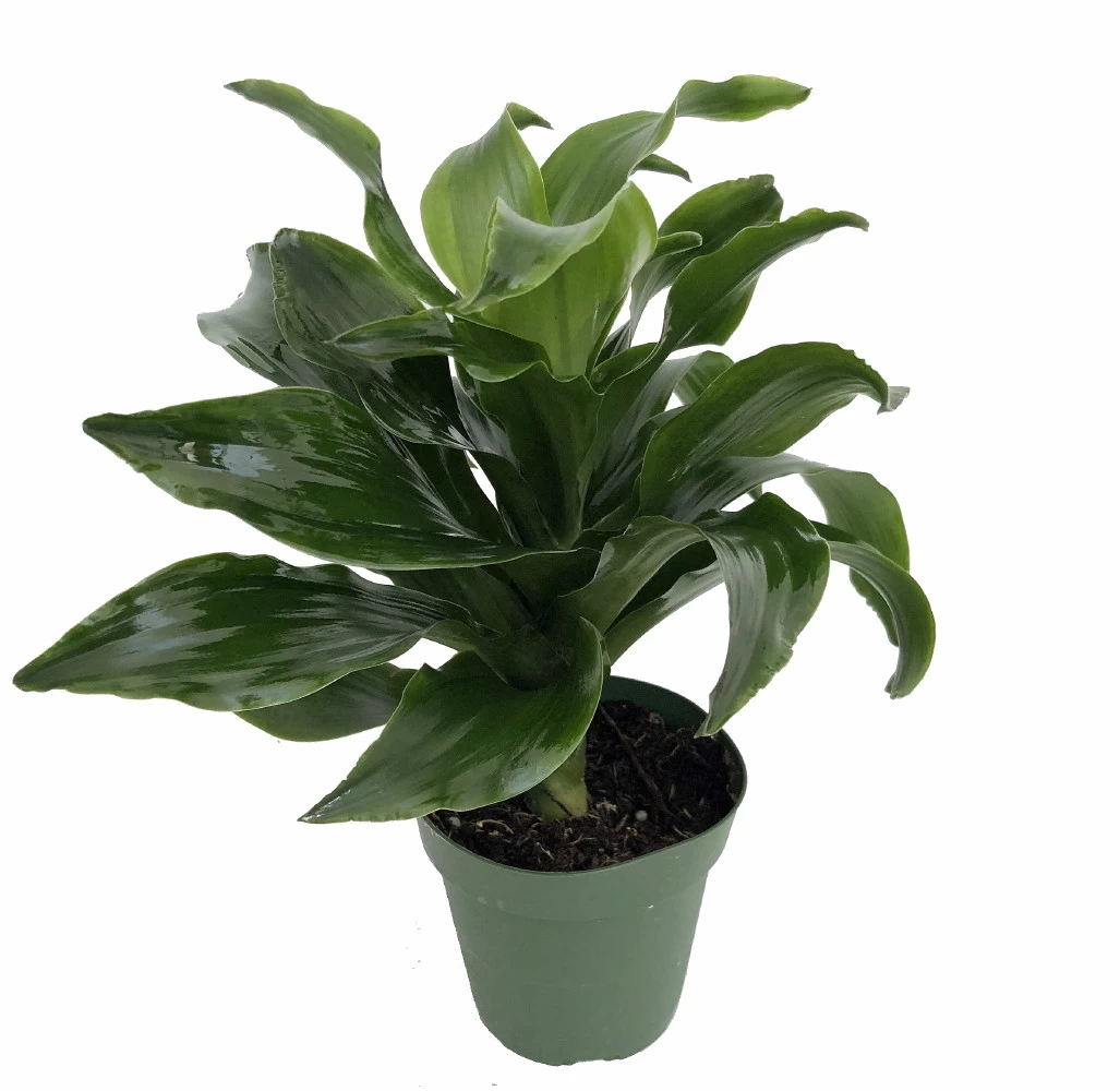 Twister Dragon Tree - Dracaena Fragrans - 6" Pot - Easy To Grow House Plant 6 Twister Dragon Tree - Dracaena Fragrans - 6" Pot - Easy To Grow House Plant - Image 4