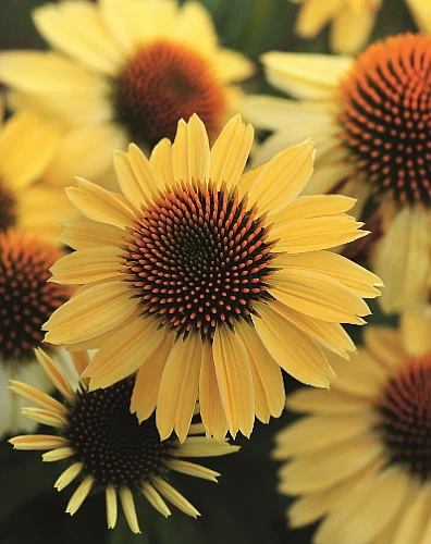 Sombrero® Lemon Yellow Coneflower Perennial - Echinacea - Gallon Pot 3 Sombrero® Lemon Yellow Coneflower Perennial - Echinacea - Gallon Pot