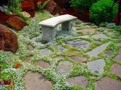 Blue Star Creeper - Isotoma Fluviatilis - 3 Seasons Of Blooms - Quart Pot -Healthy Plant Shop apidmoonz 38672.1592326315