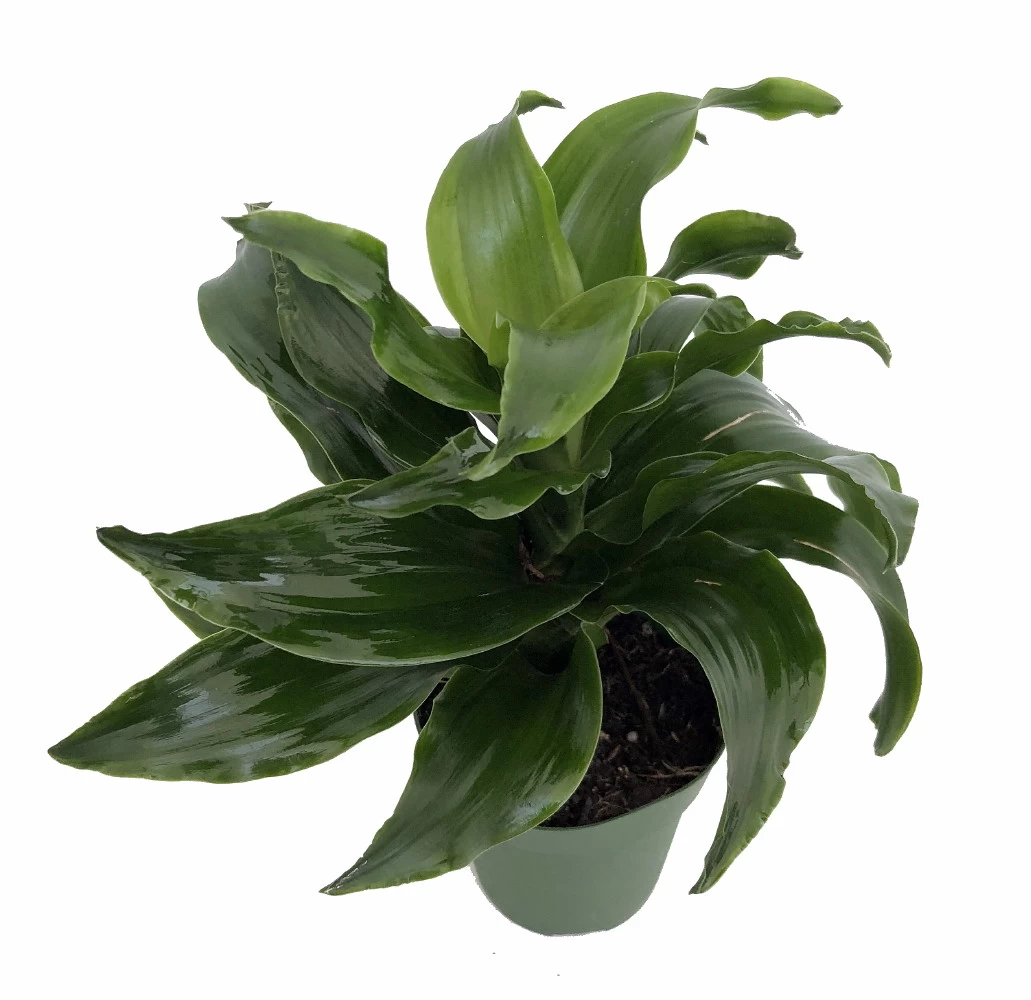 Twister Dragon Tree - Dracaena Fragrans - 6" Pot - Easy To Grow House Plant 4 Twister Dragon Tree - Dracaena Fragrans - 6" Pot - Easy To Grow House Plant - Image 2
