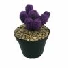 Amethyst Purple Living Desert Jewel Cactus - 4" Pot 2 Amethyst Purple Living Desert Jewel Cactus - 4" Pot -Healthy Plant Shop apiena7ad 01812.1592329655