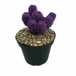 Amethyst Purple Living Desert Jewel Cactus - 4" Pot