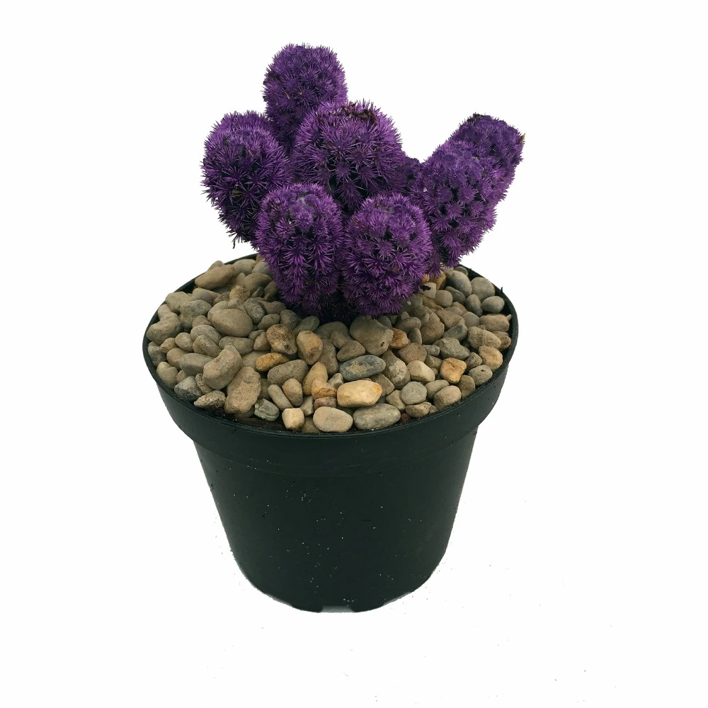 Amethyst Purple Living Desert Jewel Cactus - 4" Pot 3 Amethyst Purple Living Desert Jewel Cactus - 4" Pot