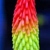 Fire Dance Red Hot Poker - Kniphofia - Loves The Sun - Gallon Pot -Healthy Plant Shop apienxuje 19916.1592330774