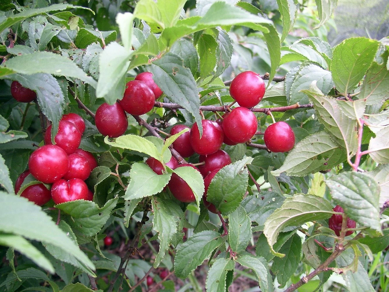 Joel & Jan Bush Cherry Plants - 4" Pots - Red Cherry Fruit In Late Summer 4 Joel & Jan Bush Cherry Plants - 4" Pots - Red Cherry Fruit In Late Summer - Image 2