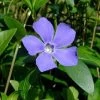 Myrtle 48 Plants - Periwinkle/Vinca - Hardy Groundcover - 1 3/4" Pots