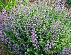 Junior Walker Catmint Perennial - Nepeta Faassenii - Shotgun Blooms -Quart Pot 7 Junior Walker Catmint Perennial - Nepeta Faassenii - Shotgun Blooms -Quart Pot -Healthy Plant Shop apifabd3g 81030.1592326595