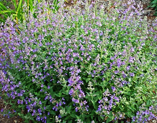 Junior Walker Catmint Perennial - Nepeta Faassenii - Shotgun Blooms -Quart Pot 5 Junior Walker Catmint Perennial - Nepeta Faassenii - Shotgun Blooms -Quart Pot - Image 3