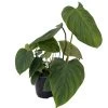 Rare Fuzzy Petiole - Philodendron - Collector's Series - 6" Pot -Healthy Plant Shop apifmojyf 00092.1645108168