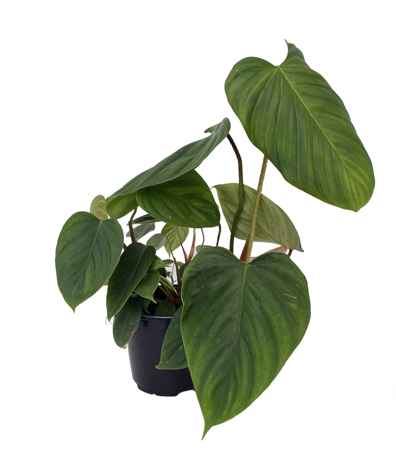 Rare Fuzzy Petiole - Philodendron - Collector's Series - 6" Pot 3 Rare Fuzzy Petiole - Philodendron - Collector's Series - 6" Pot