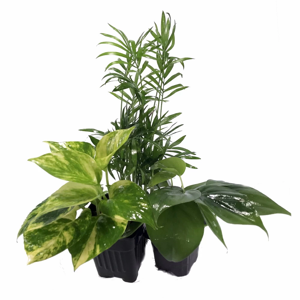 Low Light House Plant Collection - Parlor Palm/Philodendron/Devil's Ivy -3" Pots 3 Low Light House Plant Collection - Parlor Palm/Philodendron/Devil's Ivy -3" Pots