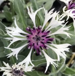 Amethyst In Snow Mountain Bluet - Centaurea Montana - Live Plant -Quart Pot