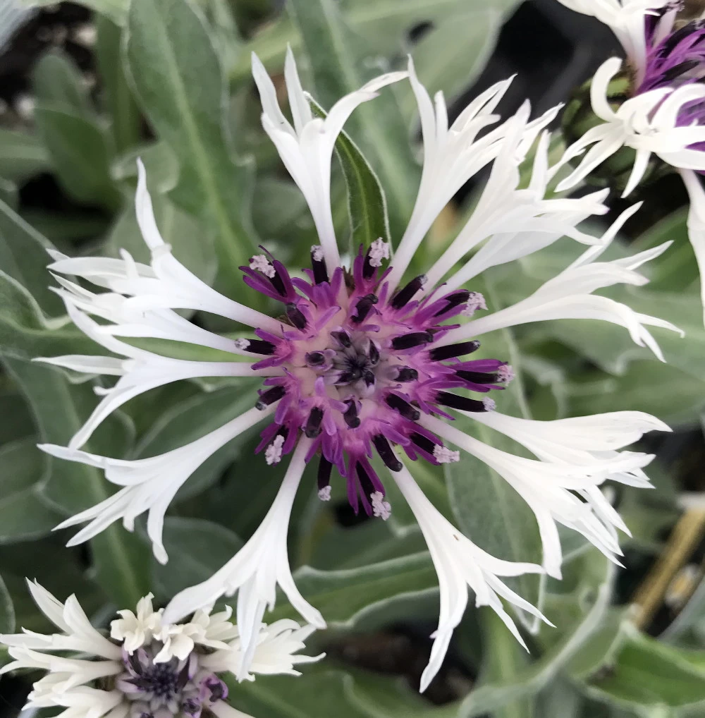 Amethyst In Snow Mountain Bluet - Centaurea Montana - Live Plant -Quart Pot 3 Amethyst In Snow Mountain Bluet - Centaurea Montana - Live Plant -Quart Pot