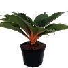 Orange Mandarin Spider Plant - Chlorophytum - Easy To Grow - 6" Pot 2 Orange Mandarin Spider Plant - Chlorophytum - Easy To Grow - 6" Pot -Healthy Plant Shop apifxmbzh 13683.1592330588