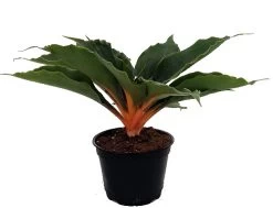 Orange Mandarin Spider Plant - Chlorophytum - Easy To Grow - 6" Pot