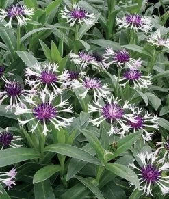 Amethyst In Snow Mountain Bluet - Centaurea Montana - Live Plant -Quart Pot 7 Amethyst In Snow Mountain Bluet - Centaurea Montana - Live Plant -Quart Pot -Healthy Plant Shop apig8ey4t 70648.1592325965