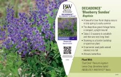 Decadence® Blueberry Sundae Baptisia - False Indigo - Gallon Pot -Healthy Plant Shop apigcvwwa 98850.1592332068