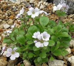 Babies Breath Mouse Ear - Gypsophila Cerastioides - Quart Pot -Healthy Plant Shop apigpk20s 38888.1592334537