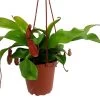 Asian Pitcher Plant - Nepenthes - Carnivorous - Exotic - 4" Hanging Pot 1 Asian Pitcher Plant - Nepenthes - Carnivorous - Exotic - 4" Hanging Pot -Healthy Plant Shop apigvlmg2 56397.1592317359