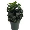 Twister Dragon Tree - Dracaena Fragrans - 6" Pot - Easy To Grow House Plant