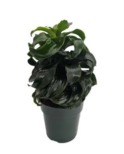 Twister Dragon Tree - Dracaena Fragrans - 6" Pot - Easy To Grow House Plant