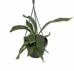 Staghorn Fern - Platycerium Biforcatum - EXOTIC - 6" Hanging Basket