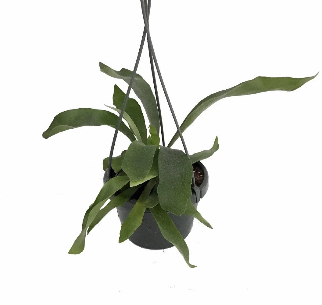 Staghorn Fern - Platycerium Biforcatum - EXOTIC - 6" Hanging Basket 3 Staghorn Fern - Platycerium Biforcatum - EXOTIC - 6" Hanging Basket