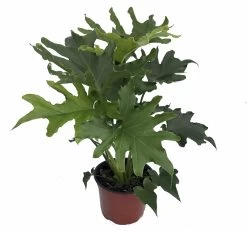 Lickety Split Philodendron - Easy To Grow House Plant - 6" Pot
