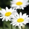 Becky Shasta Daisy - Leucanthemum - 2003 Plant Of The Year - Quart Pot
