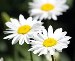 Becky Shasta Daisy - Leucanthemum - 2003 Plant Of The Year - Quart Pot