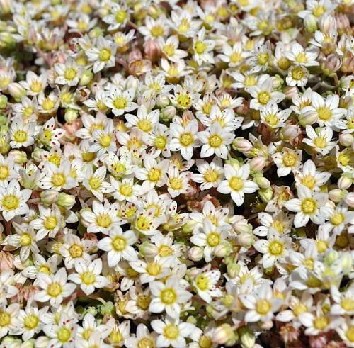 Himalayan Skies Sedum - Stonecrop - Fairy Garden - Live Plant - Quart Pot 4 Himalayan Skies Sedum - Stonecrop - Fairy Garden - Live Plant - Quart Pot - Image 2