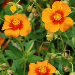 Bronze Carpet Sun Rose - Helianthemum - Quart Pot 7 Bronze Carpet Sun Rose - Helianthemum - Quart Pot -Healthy Plant Shop apihqhhuu 76135.1592323452