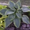 Shadowland Wu La La Hosta - Shade Lover - Gallon Pot - Proven Winners 2 Shadowland Wu La La Hosta - Shade Lover - Gallon Pot - Proven Winners -Healthy Plant Shop apihtskna 57490.1592323416