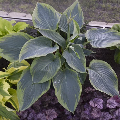 Shadowland Wu La La Hosta - Shade Lover - Gallon Pot - Proven Winners