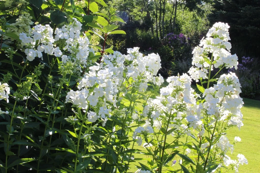 David Hardy Tall Phlox- White-Perennial Of The Year 2002- Live Plant- Gallon Pot 4 David Hardy Tall Phlox- White-Perennial Of The Year 2002- Live Plant- Gallon Pot - Image 2