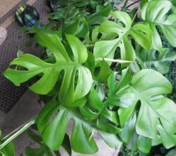 Ultra Rare Ginny Philodendron - Rhaphidophora Tetrasperma -6" Pot- Mini Monstera -Healthy Plant Shop apihyqfyg 76416.1637716885