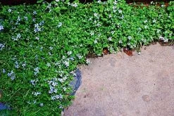Blue Star Creeper - Isotoma Fluviatilis - 3 Seasons Of Blooms - Quart Pot -Healthy Plant Shop apii7mzef 74835.1592326315