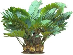 Rare Dinosaur Cardboard Palm - Zamia Furfuracea - 4" Pot - Living Fossil Plant 9 Rare Dinosaur Cardboard Palm - Zamia Furfuracea - 4" Pot - Living Fossil Plant -Healthy Plant Shop apiicyrfj 09452.1592329915