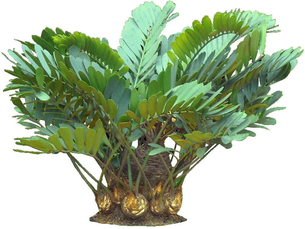 Rare Dinosaur Cardboard Palm - Zamia Furfuracea - 4" Pot - Living Fossil Plant 6 Rare Dinosaur Cardboard Palm - Zamia Furfuracea - 4" Pot - Living Fossil Plant - Image 4