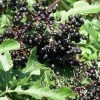 Adams Elderberry Perennial Shrub - Sambucus - 3.25" Pot -Healthy Plant Shop apiiger3i 74995.1592323350