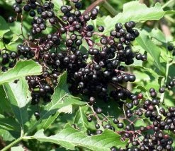 Adams Elderberry Perennial Shrub - Sambucus - 3.25" Pot