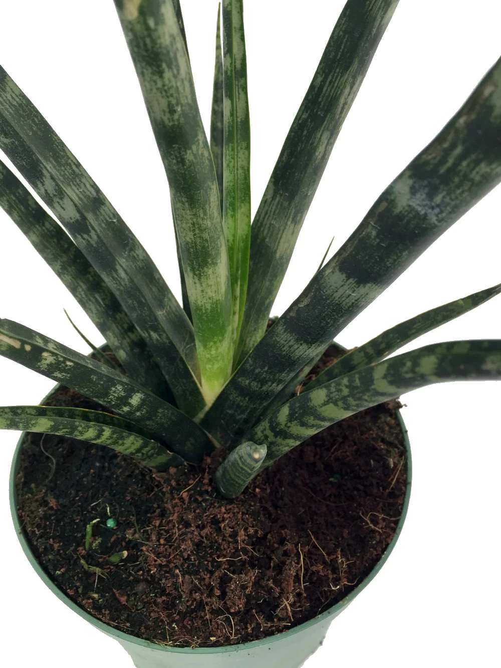 Fernwood Mikado Snake Plant - Sanseveria - Almost Impossible To Kill - 5" Pot 4 Fernwood Mikado Snake Plant - Sanseveria - Almost Impossible To Kill - 5" Pot - Image 2