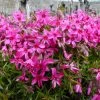 Red Wings Creeping Phlox Perennial - Quart Pot -Healthy Plant Shop apiiizib1 34160.1609426374
